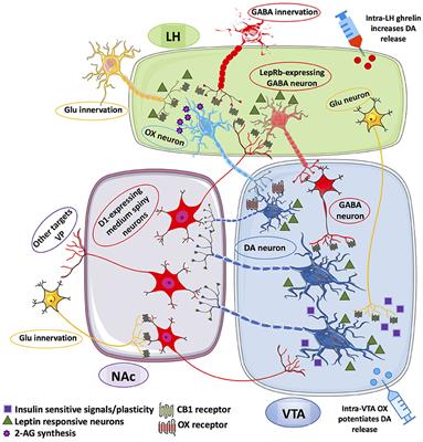 Hedonic Eating and the “Delicious Circle”: From Lipid-Derived Mediators to Brain Dopamine and Back